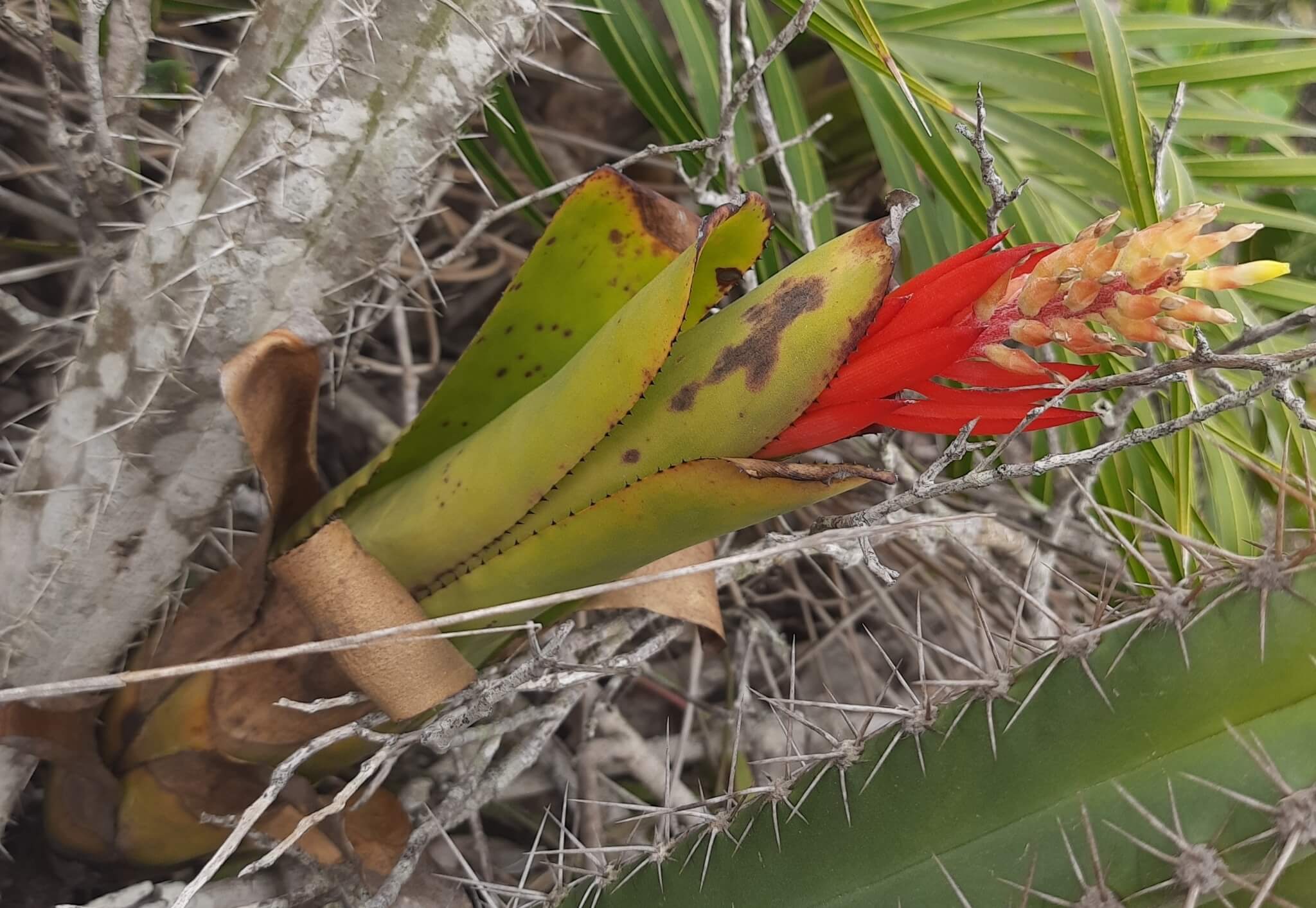 Aechmea nudicaulis